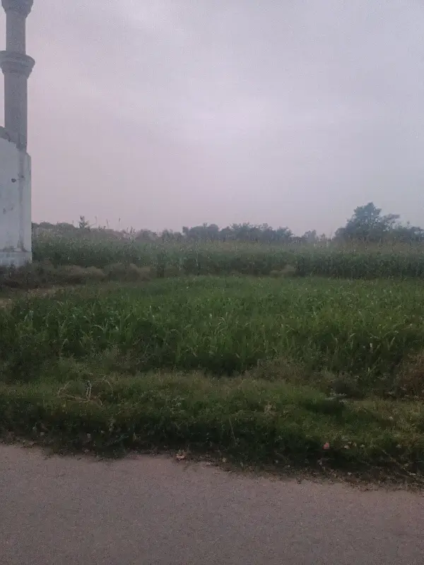1 Kanal Plot For Sale In Form House Land Thather