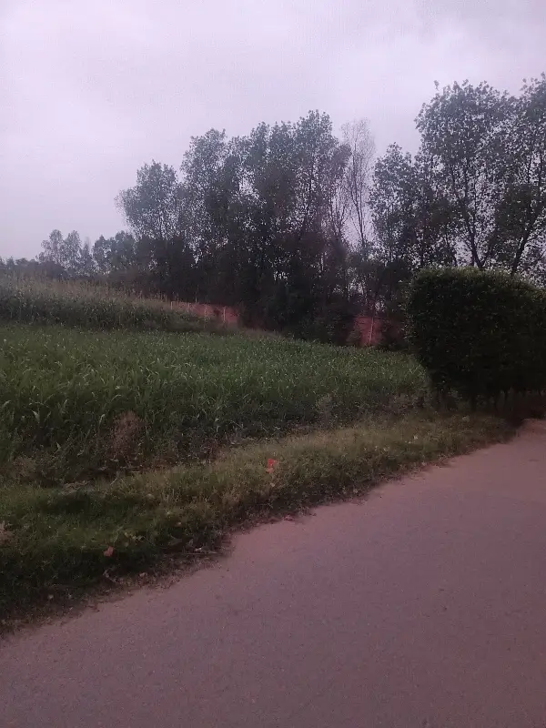 1 Kanal Plot For Sale In Form House Land Thather
