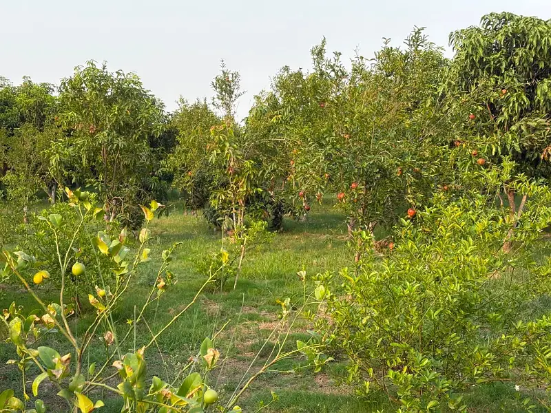 5 kW Installed Solar System, 25 kW transformer, 12 Kanal Farm House for Sale on Bedian Road, Lahore